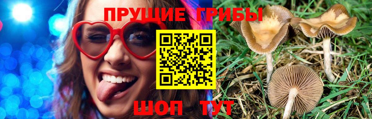 Галлюциногенные грибы Psilocybe Москва